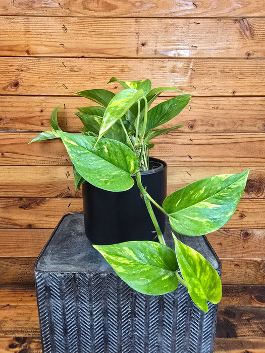 Pothos Hawaiian, 6" Plant