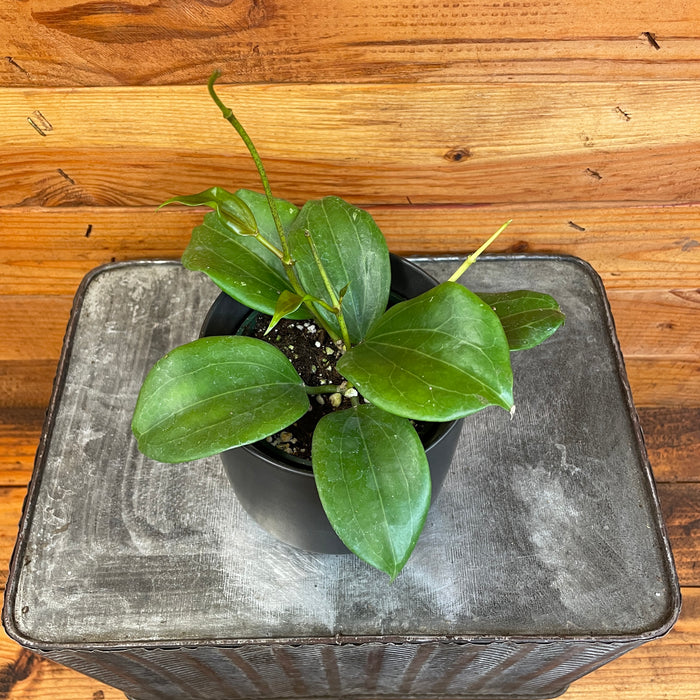 Hoya Quinquenervia, 4" Plant