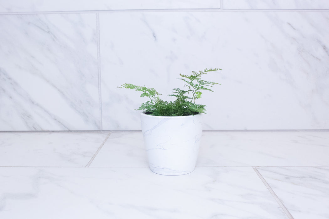 Davallia Rabbit's Foot Fern, 4" Plant