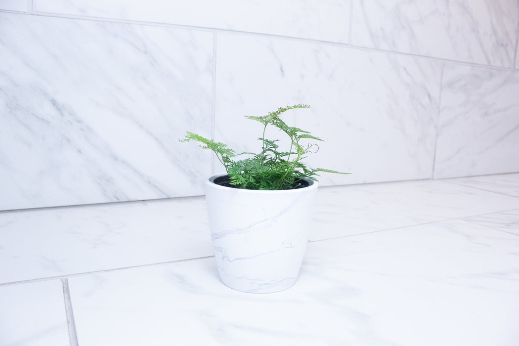 Davallia Rabbit's Foot Fern, 4" Plant
