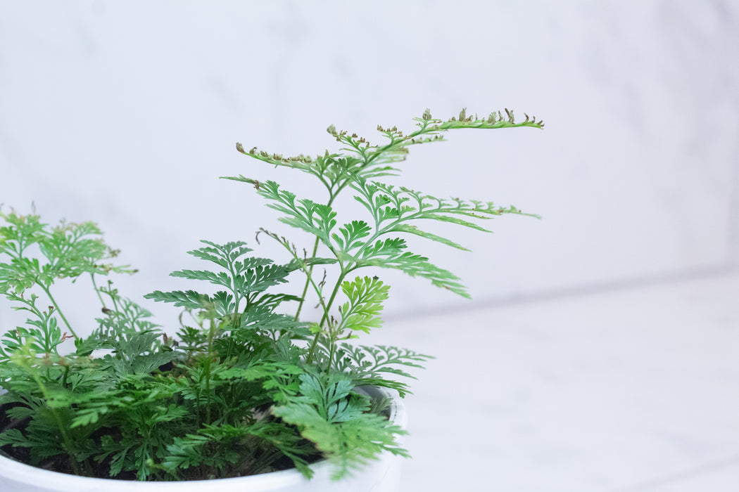 Davallia Rabbit's Foot Fern, 4" Plant