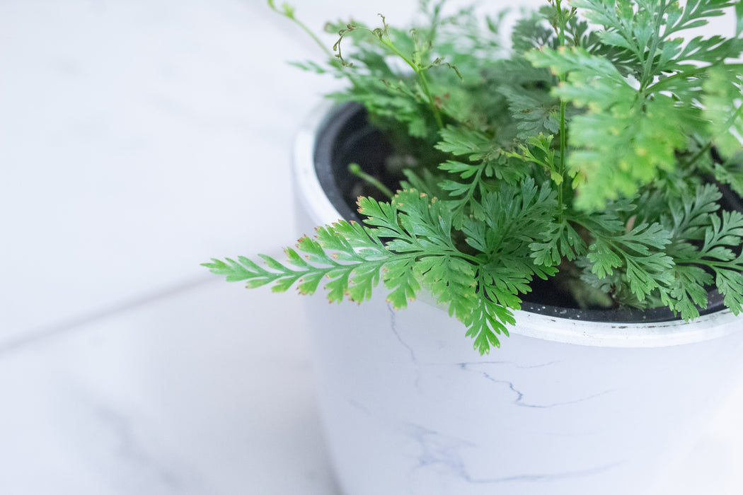 Davallia Rabbit's Foot Fern, 4" Plant