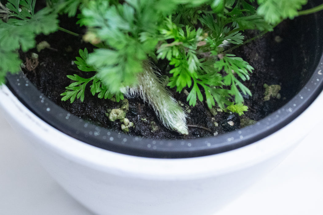 Davallia Rabbit's Foot Fern, 4" Plant