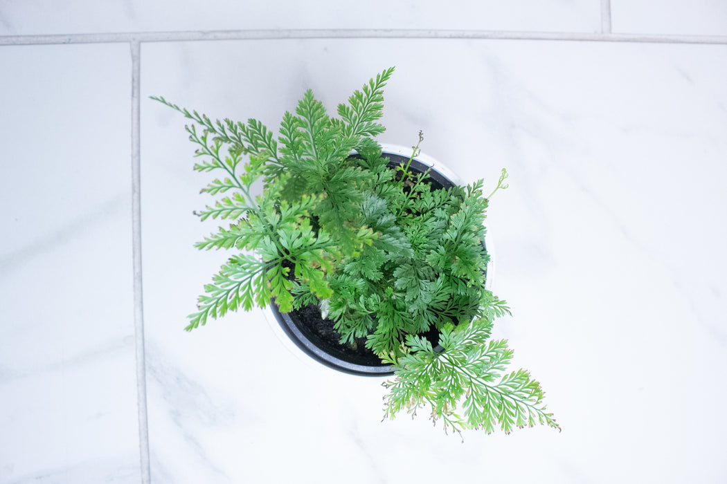Davallia Rabbit's Foot Fern, 4" Plant