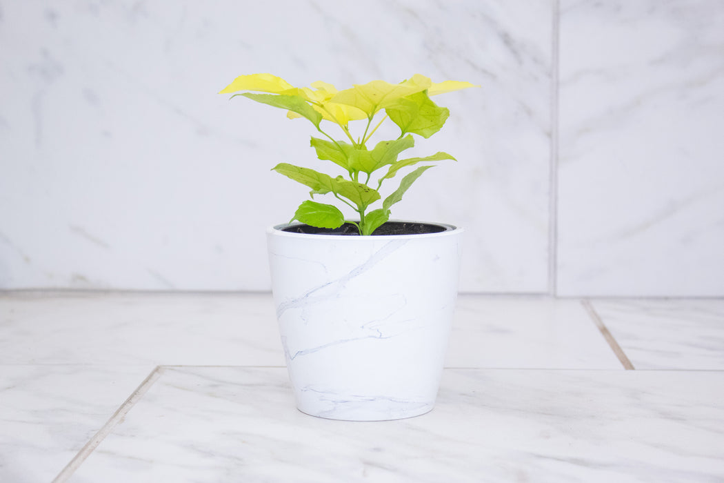 Radermachera Sinica Golden China Doll, 4" Plant