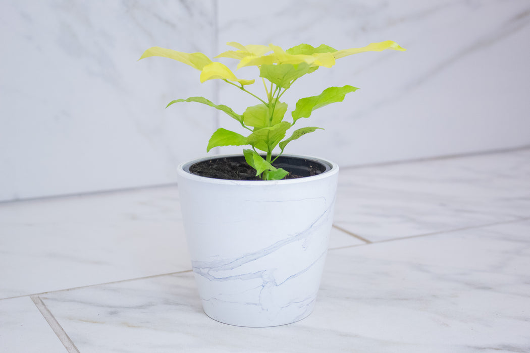 Radermachera Sinica Golden China Doll, 4" Plant