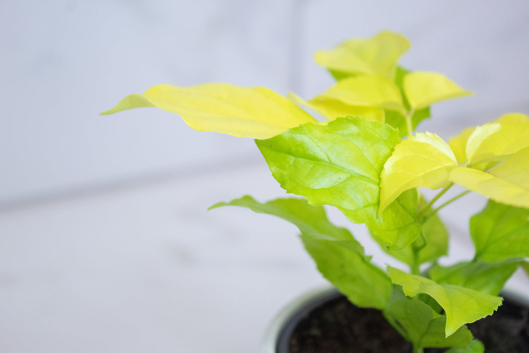 Radermachera Sinica Golden China Doll, 4" Plant