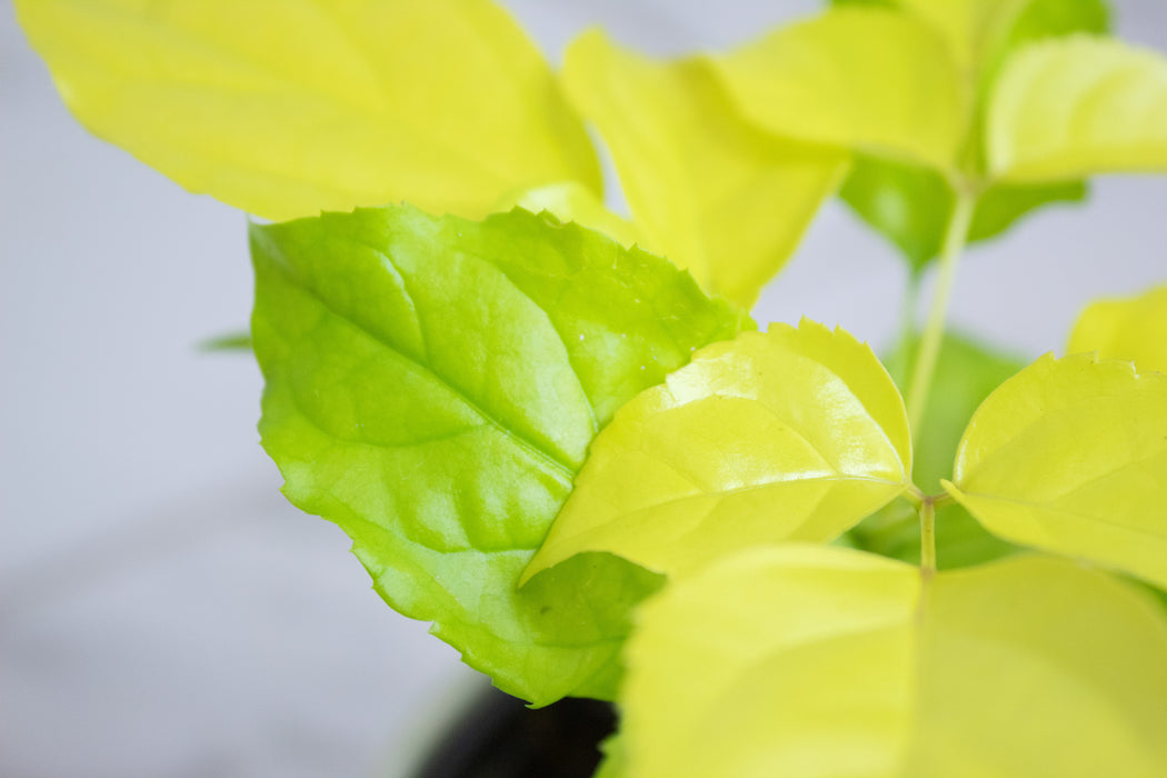 Radermachera Sinica Golden China Doll, 4" Plant