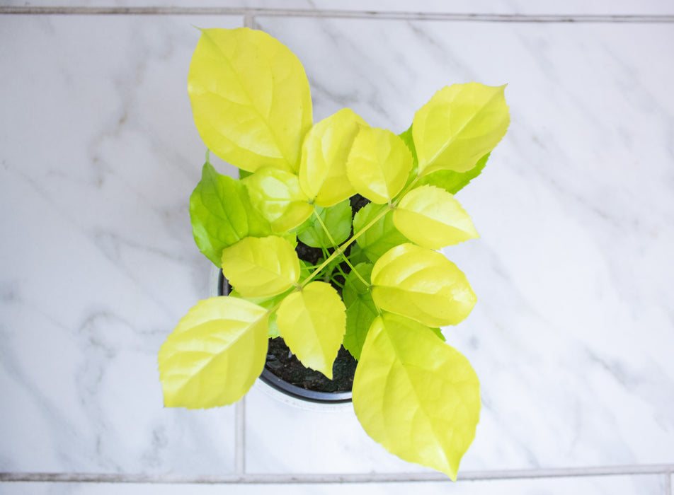 Radermachera Sinica Golden China Doll, 4" Plant