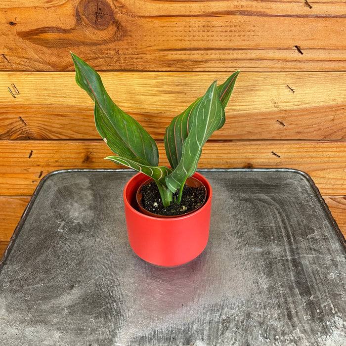 Aglaonema Red Vein, 2” Plant