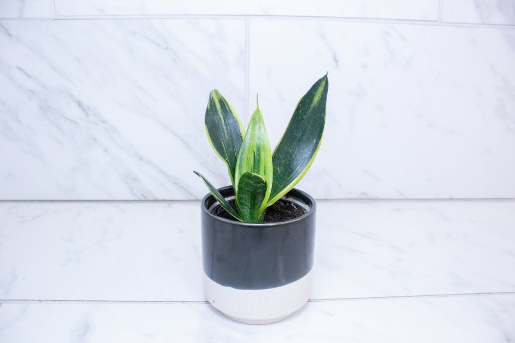 Sansevieria Trifasciata Flame, 4" Plant