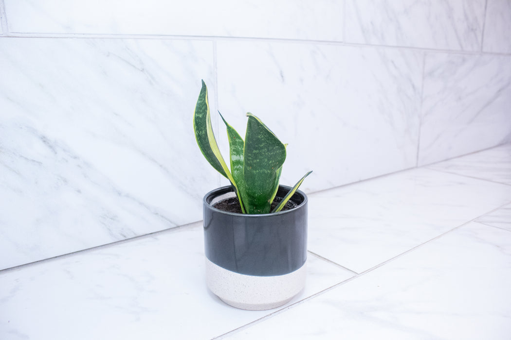 Sansevieria Trifasciata Flame, 4" Plant
