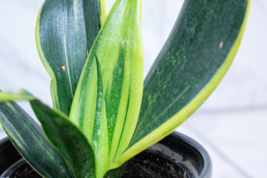 Sansevieria Trifasciata Flame, 4" Plant