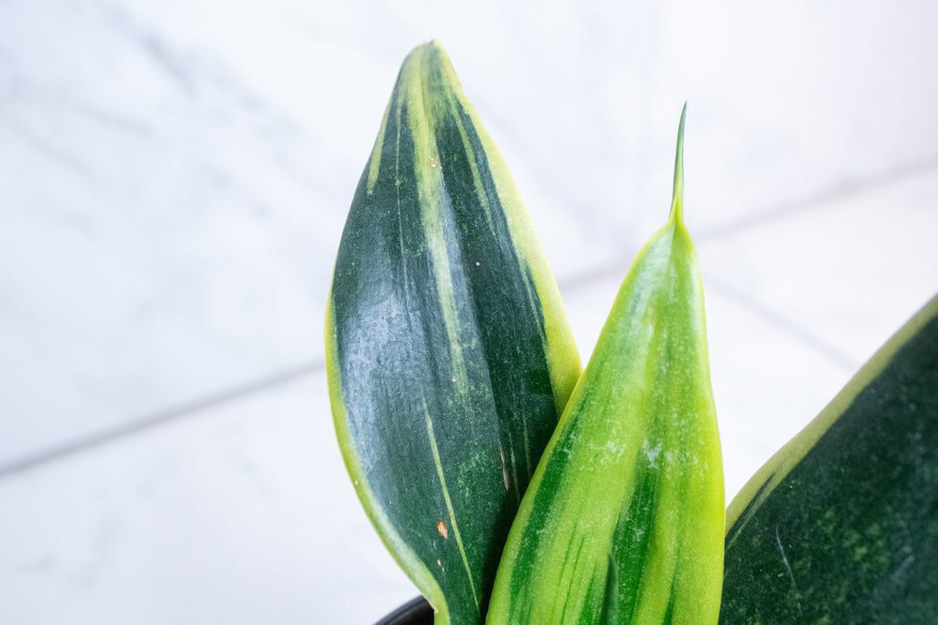 Sansevieria Trifasciata Flame, 4" Plant