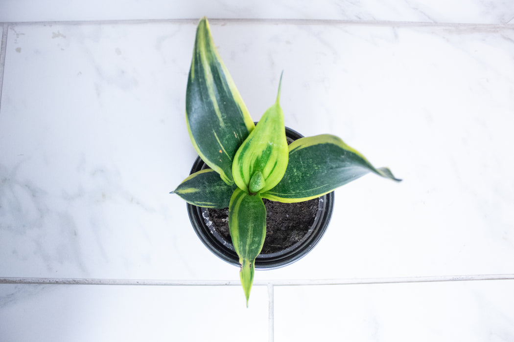 Sansevieria Trifasciata Flame, 4" Plant