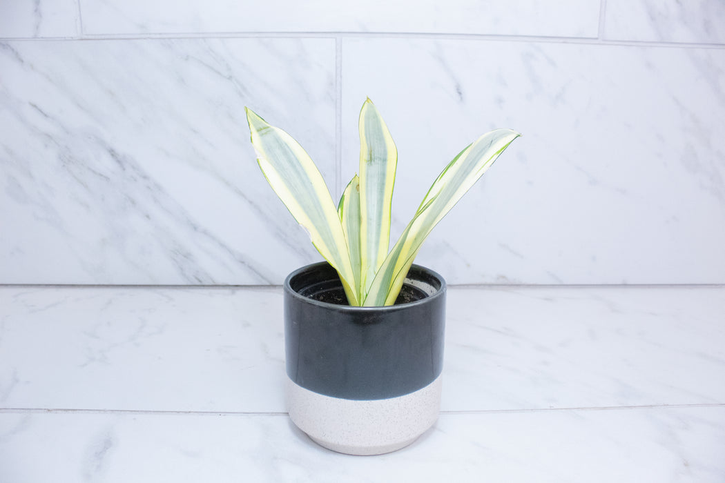 Sansevieria Ghost, 4" Plant