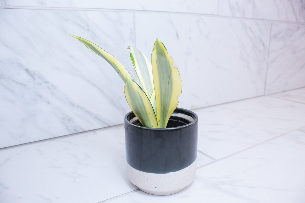 Sansevieria Ghost, 4" Plant