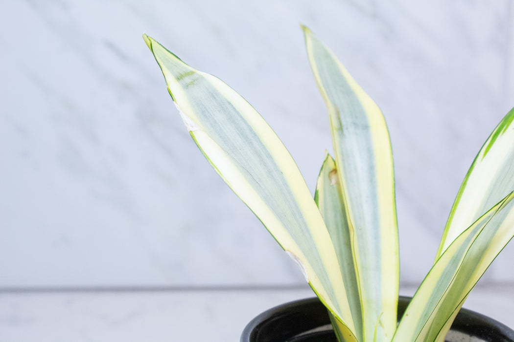 Sansevieria Ghost, 4" Plant