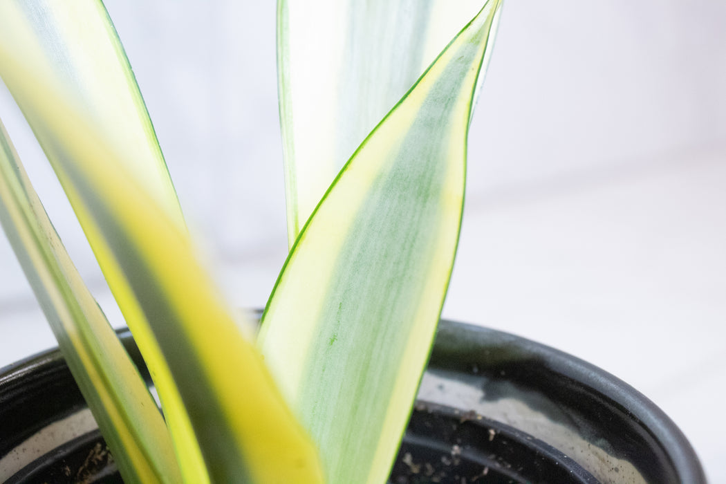 Sansevieria Ghost, 4" Plant