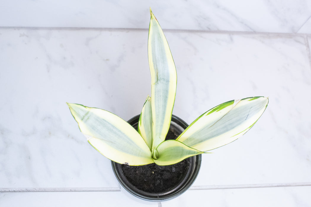 Sansevieria Ghost, 4" Plant