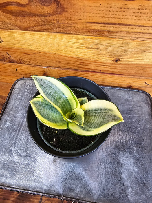 Sansevieria Golden Hahnii, 4" Plant