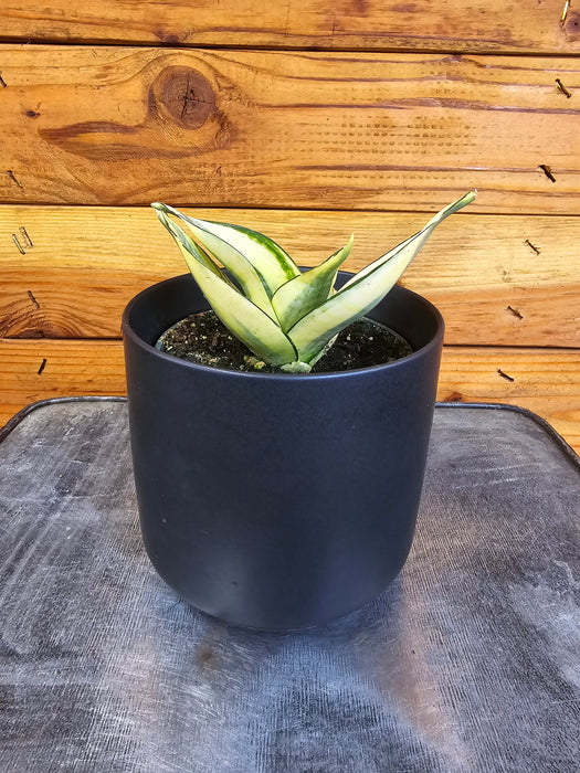 Sansevieria Golden Hahnii, 4" Plant