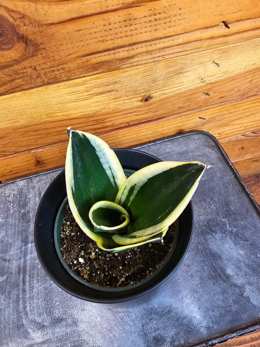 Sansevieria Jade Pagoda Hahnii, 4" Plant