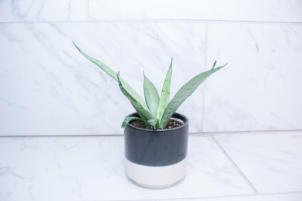 Sansevieria Silver Princess, 4" Plant