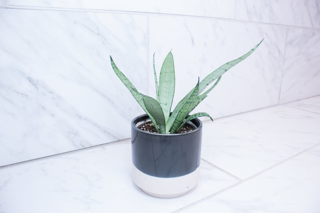 Sansevieria Silver Princess, 4" Plant