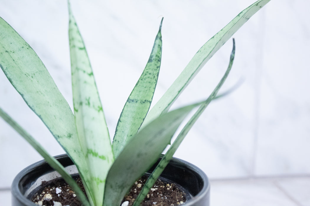 Sansevieria Silver Princess, 4" Plant