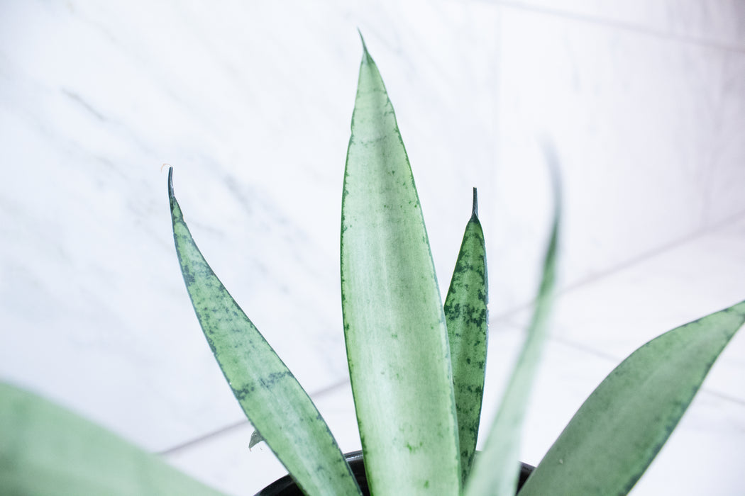 Sansevieria Silver Princess, 4" Plant