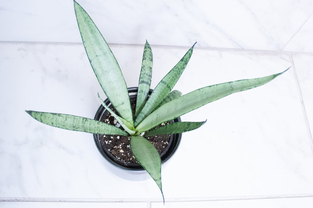 Sansevieria Silver Princess, 4" Plant