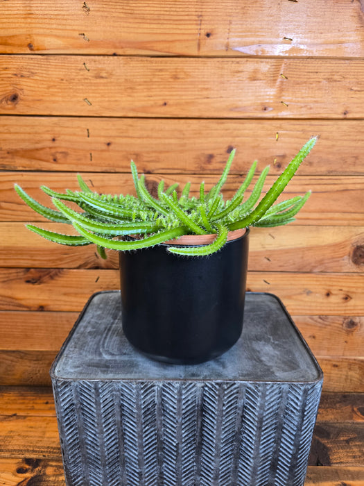 Selenicereus Dog Tail Cactus, 6" Plant