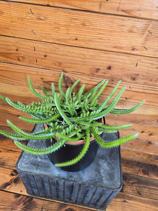 Selenicereus Dog Tail Cactus, 6" Plant