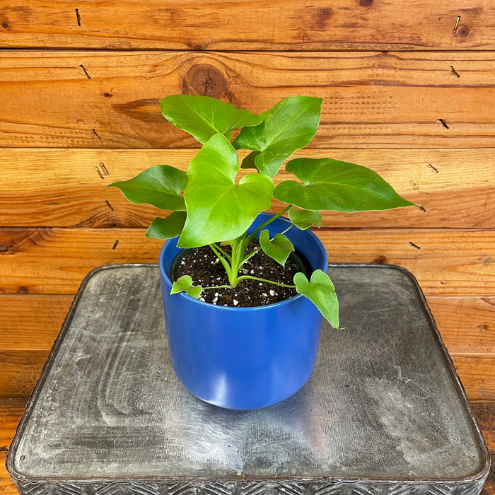 Philodendron Selloum, 4" Plant