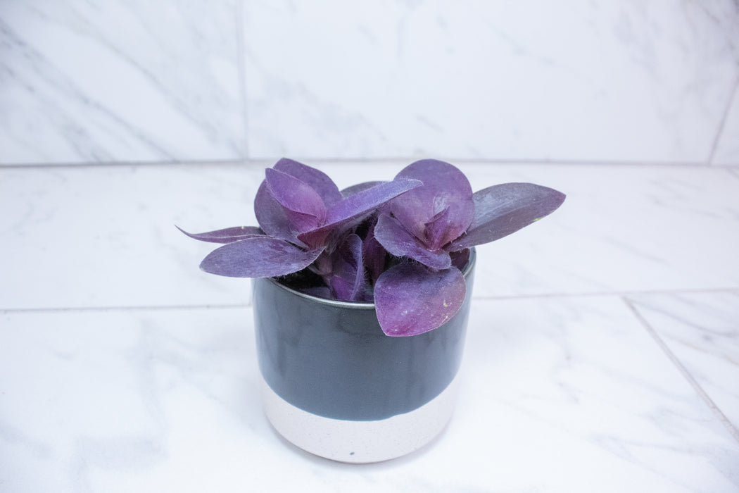 Setcreasea Purple Heart, 4" Plant