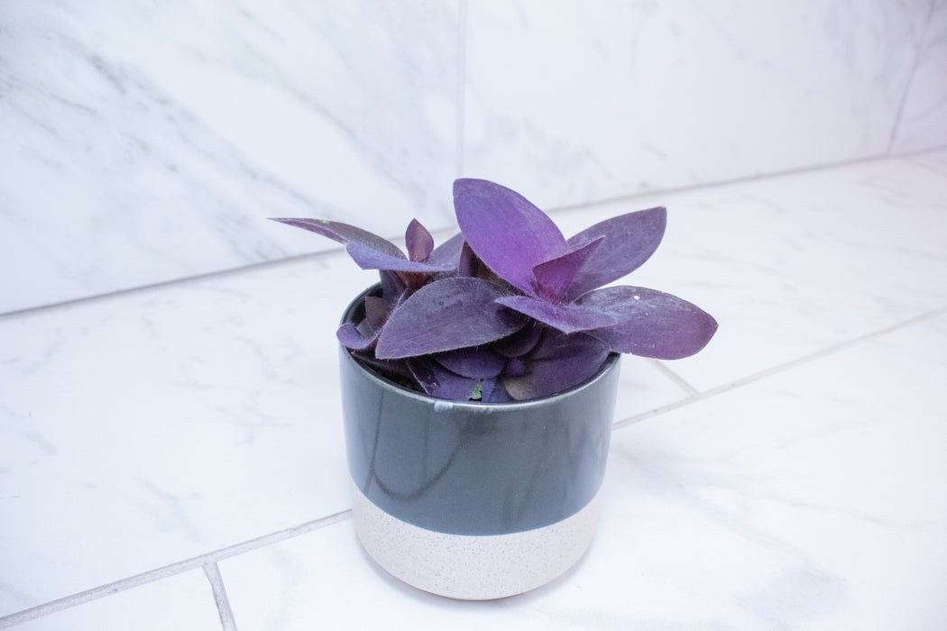 Setcreasea Purple Heart, 4" Plant