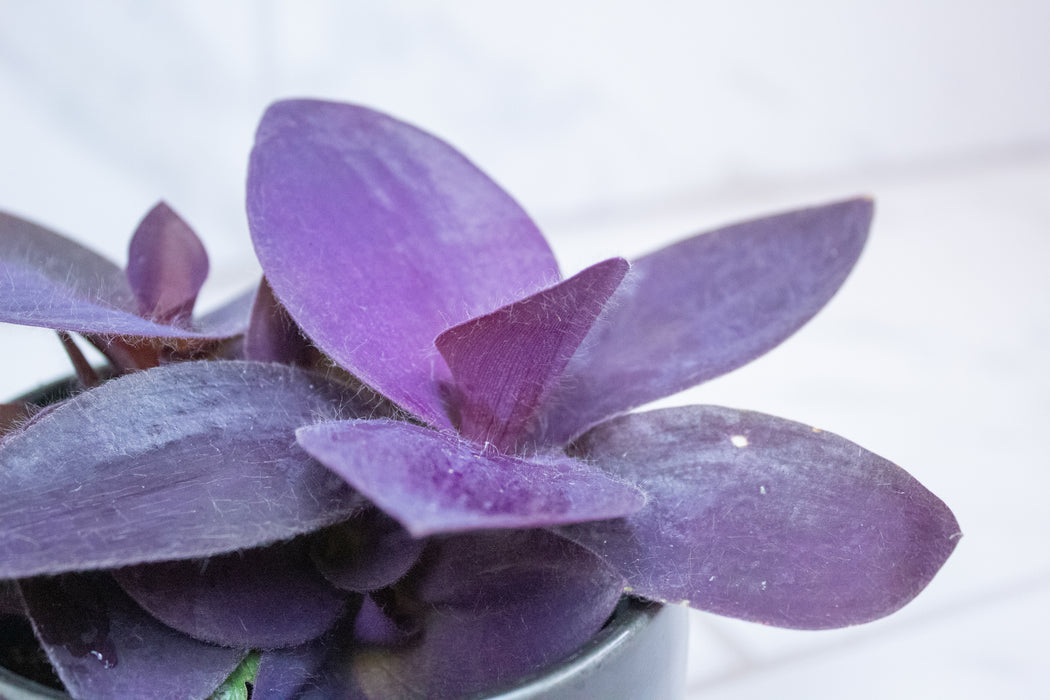 Setcreasea Purple Heart, 4" Plant