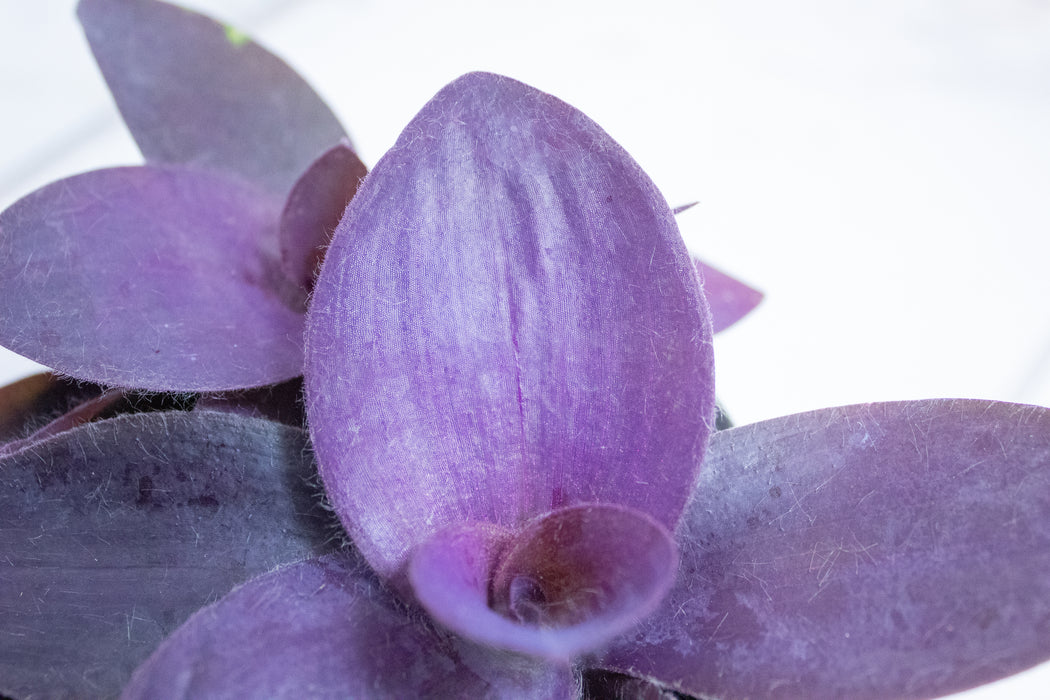 Setcreasea Purple Heart, 4" Plant