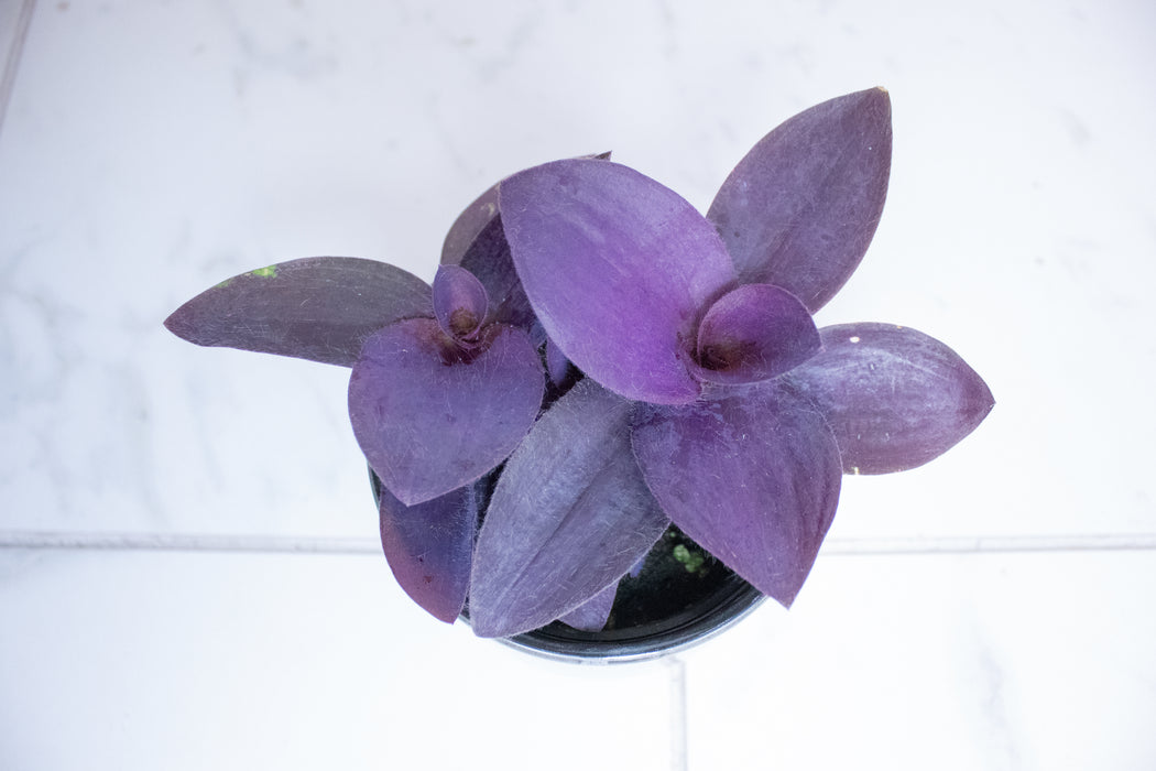 Setcreasea Purple Heart, 4" Plant