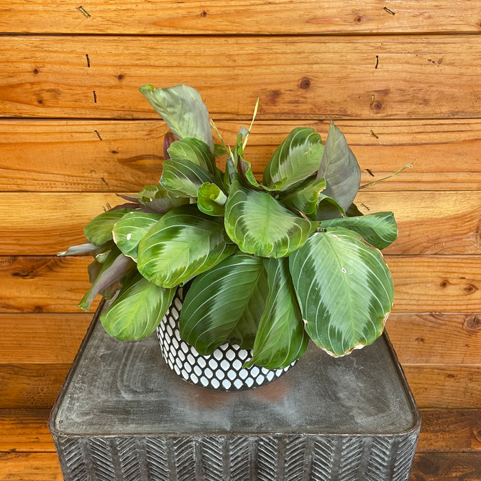 Maranta Leuconeura Silver Band, 6" Plant