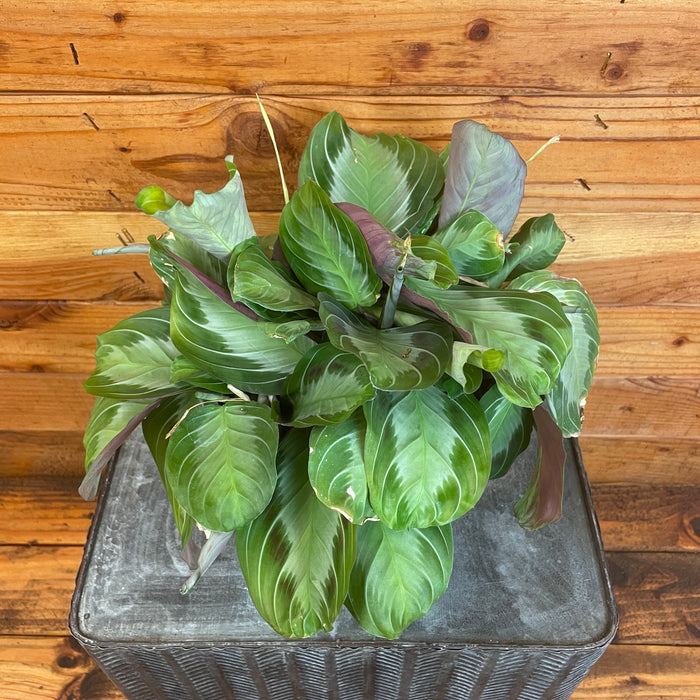 Maranta Leuconeura Silver Band, 6" Plant