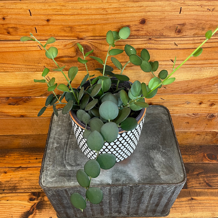 Xerosicyos Danguyi Silver Dollar Vine, 6" Plant