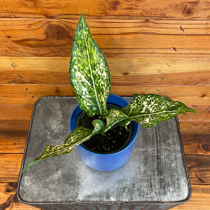 Aglaonema Snow White, 4” Plant