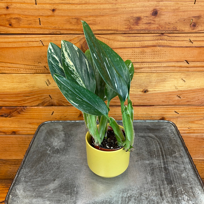 Monstera Standleyana Variegata, 2" Plant