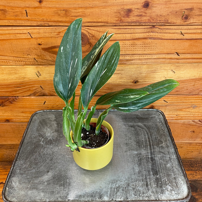 Monstera Standleyana Variegata, 2" Plant