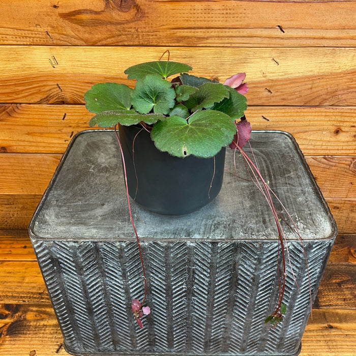 Begonia Strawberry Dark Form, 4" Plant