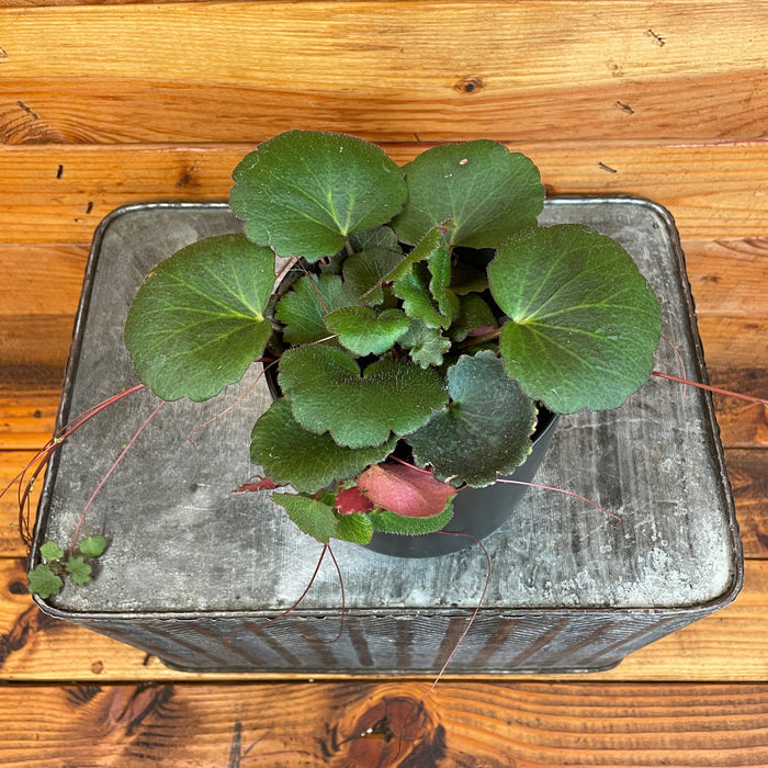 Begonia Strawberry Dark Form, 4" Plant