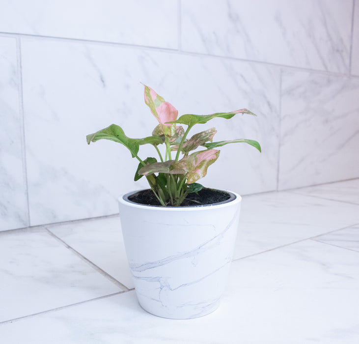 Syngonium Pink Splash, 4" Plant