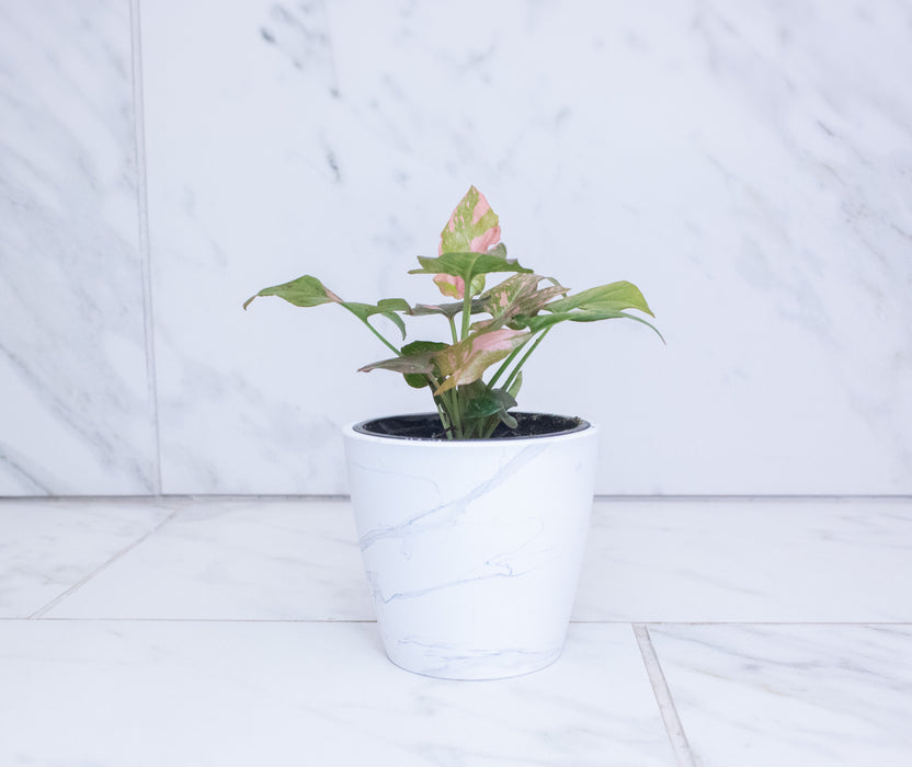 Syngonium Pink Splash, 4" Plant